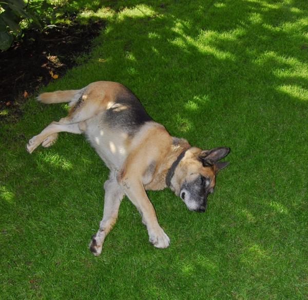 Ferienwohnungen mit Hund