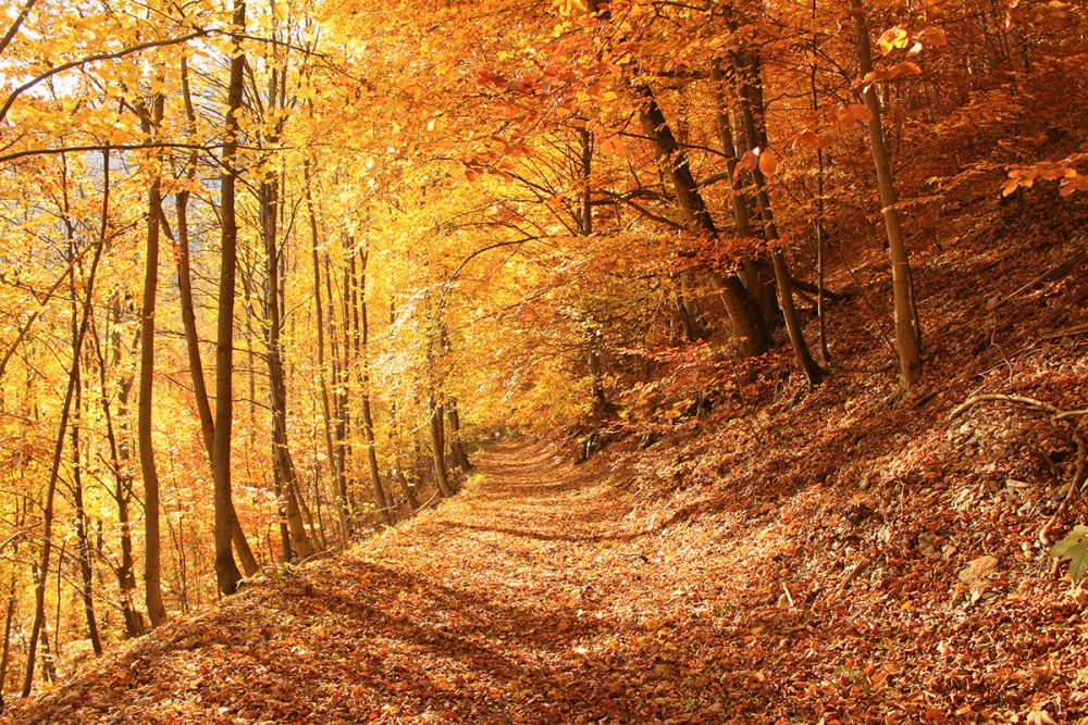 Golden Autumn