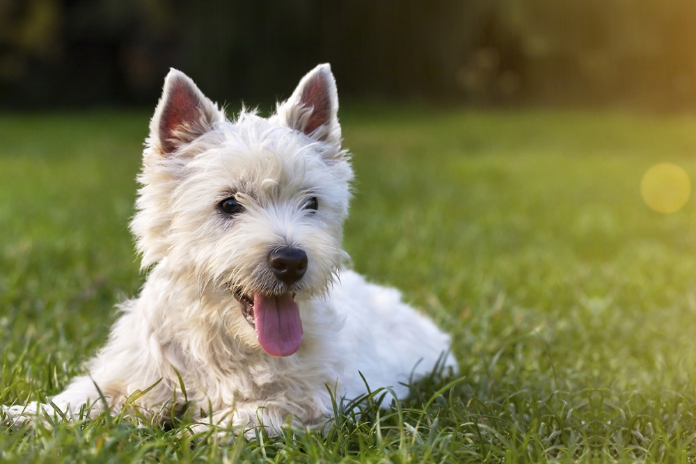 Vacanze con cane