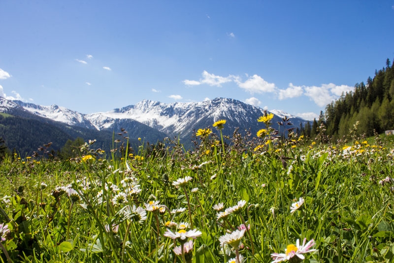 Awakening of Spring