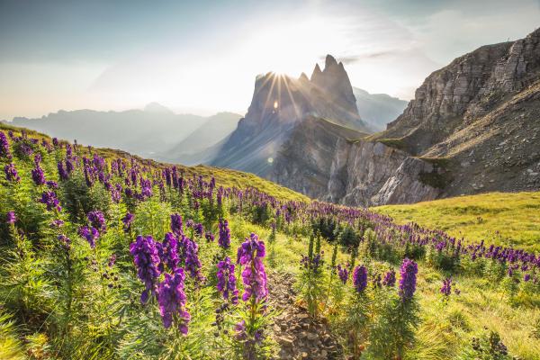 Opening Special „Flowery Dolomites“